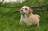 BULLDOG ANGLAIS 205